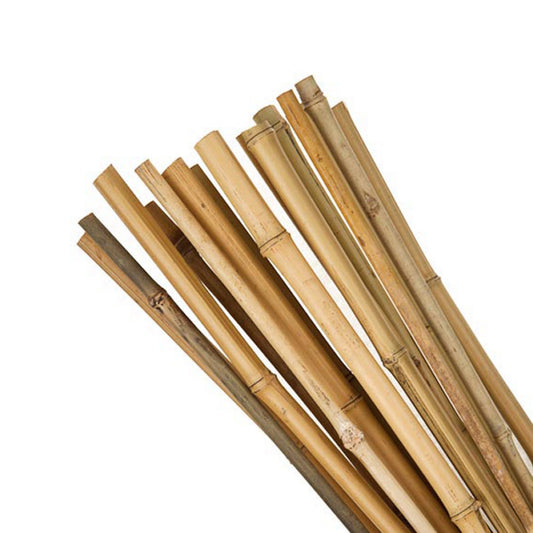 Bamboo Canes