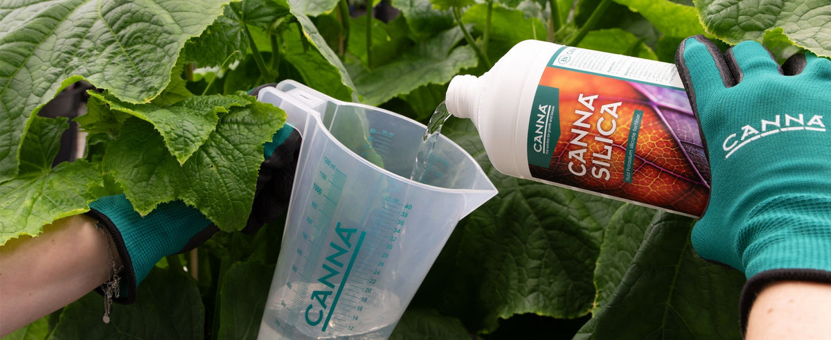 Canna Silica being measured into a jug among cucumber plants