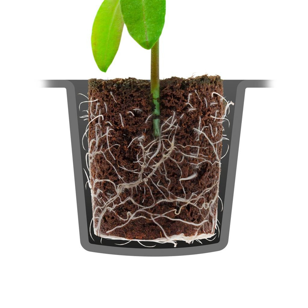 Root!T 60 Cell Heated Propagator Kit – cut-away of a peat-free plug showing root growth in the cell