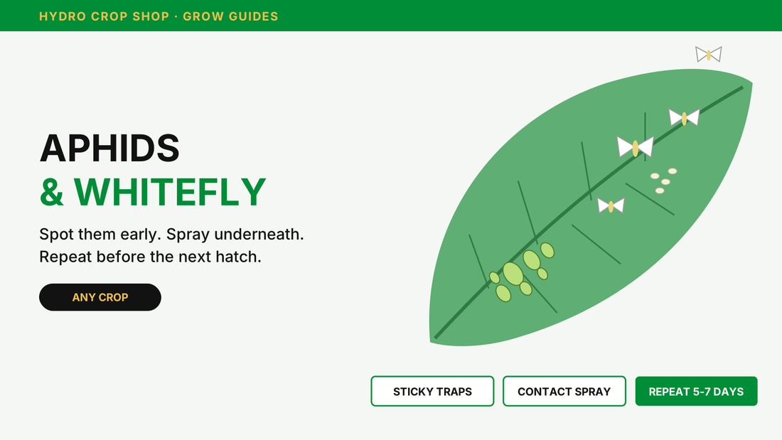 Aphids and whitefly on the underside of a leaf - grow guide