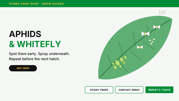 Aphids and whitefly on the underside of a leaf - grow guide