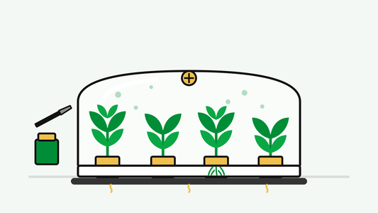 How to Take Cuttings: The Complete Cloning Guide