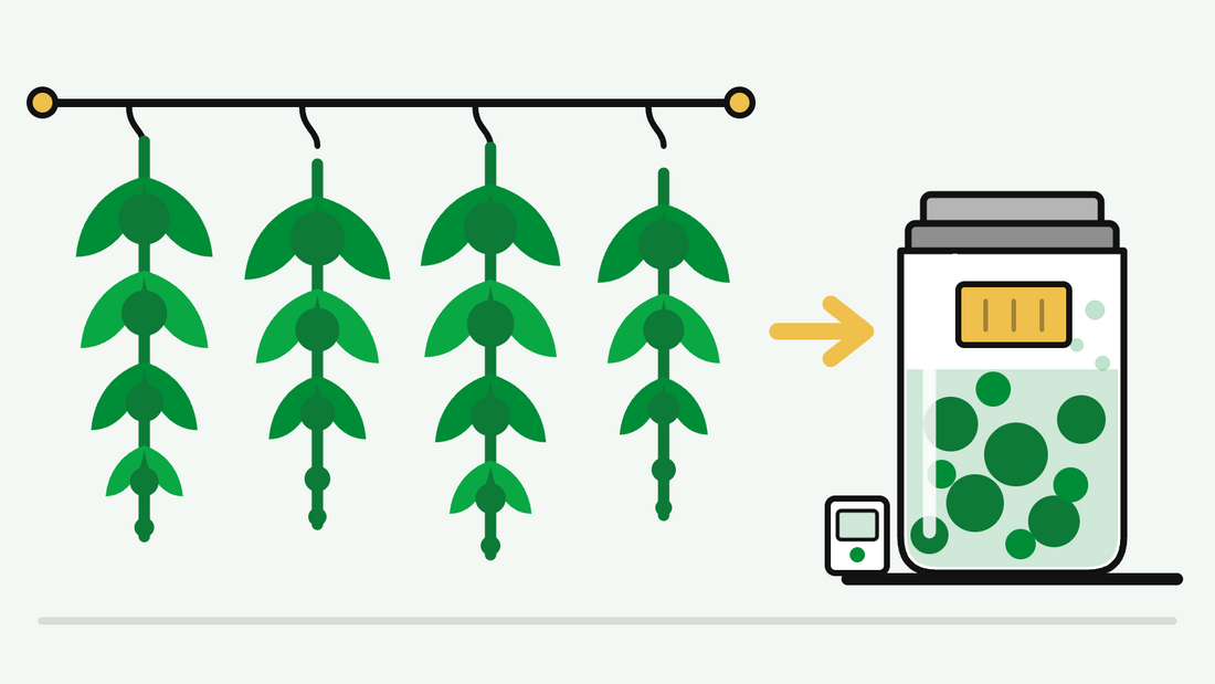 Branches hanging on a drying line next to a curing jar holding a 62% humidity pack