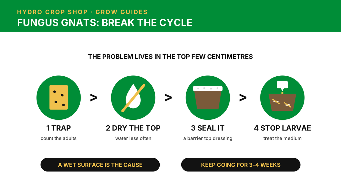 Fungus gnats: trap, dry the top, seal the surface and stop the larvae