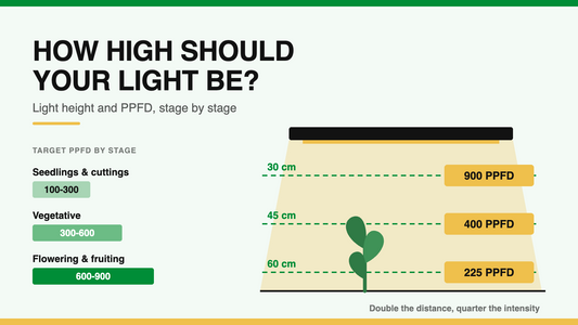 Diagram showing how high to hang a grow light and the target PPFD for seedlings, vegetative growth and flowering