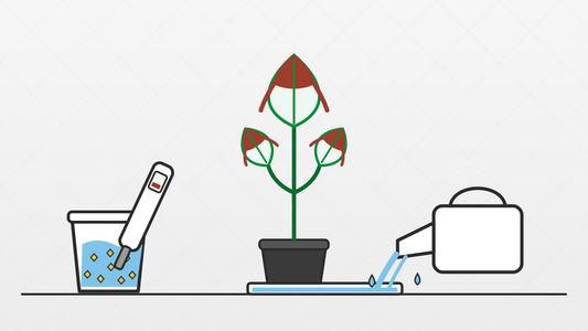 Illustration of a plant with brown burnt leaf tips beside an over-concentrated nutrient solution and a watering can flushing the pot