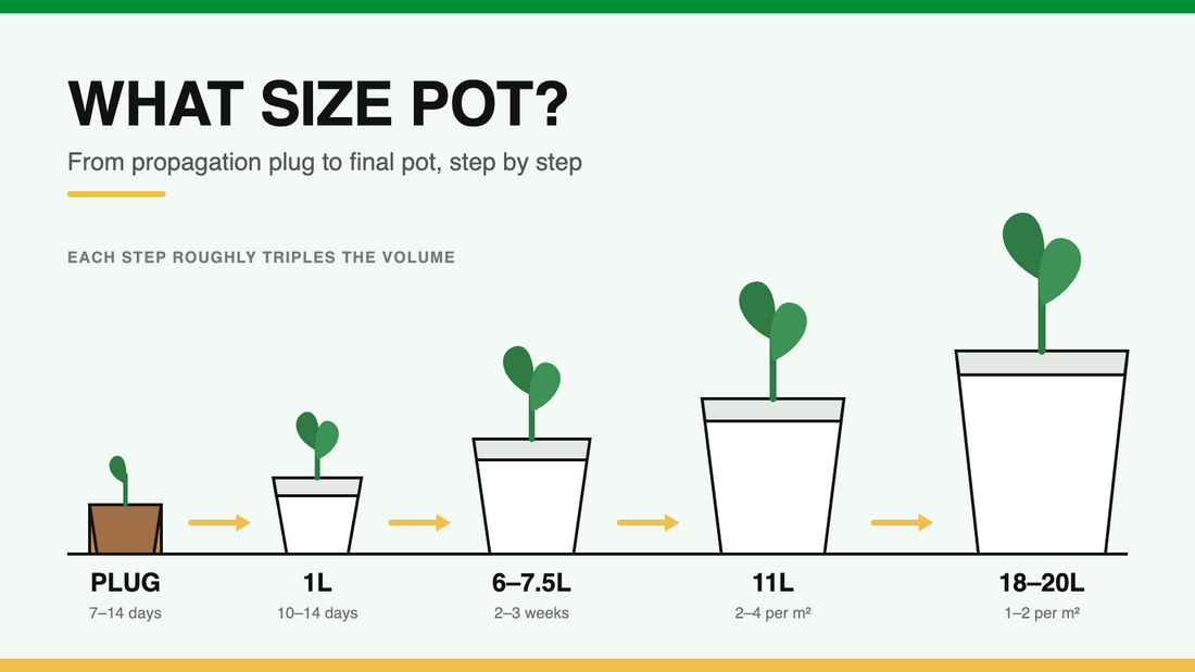 What Size Pot Do Your Plants Need? The Complete Sizing Guide