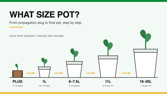 What Size Pot Do Your Plants Need? The Complete Sizing Guide