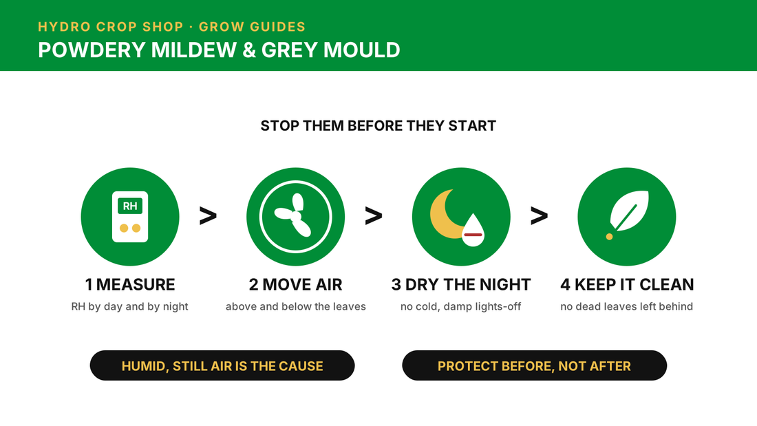 Powdery mildew and grey mould prevention: measure, move air, dry the night, keep it clean