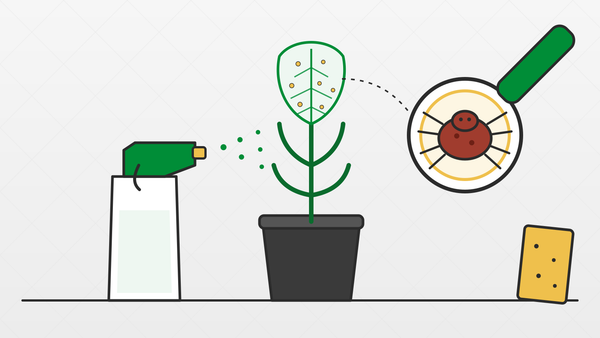 Spider Mites: How to Identify and Kill Them (14-Day Rescue Plan)