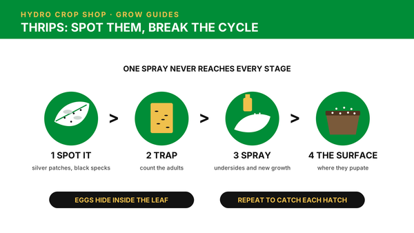 Thrips guide: spot the damage, trap, spray undersides and treat the surface of the pots