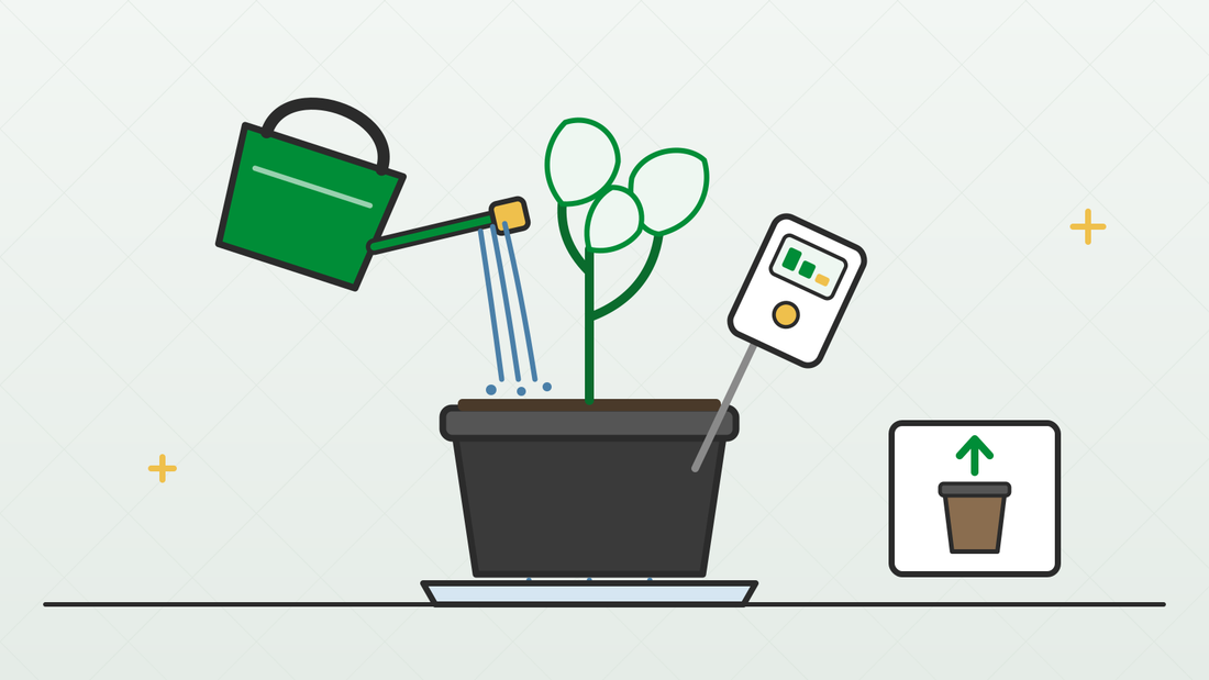 Watering a potted plant slowly until a little water runs into the saucer, with a moisture meter in the pot