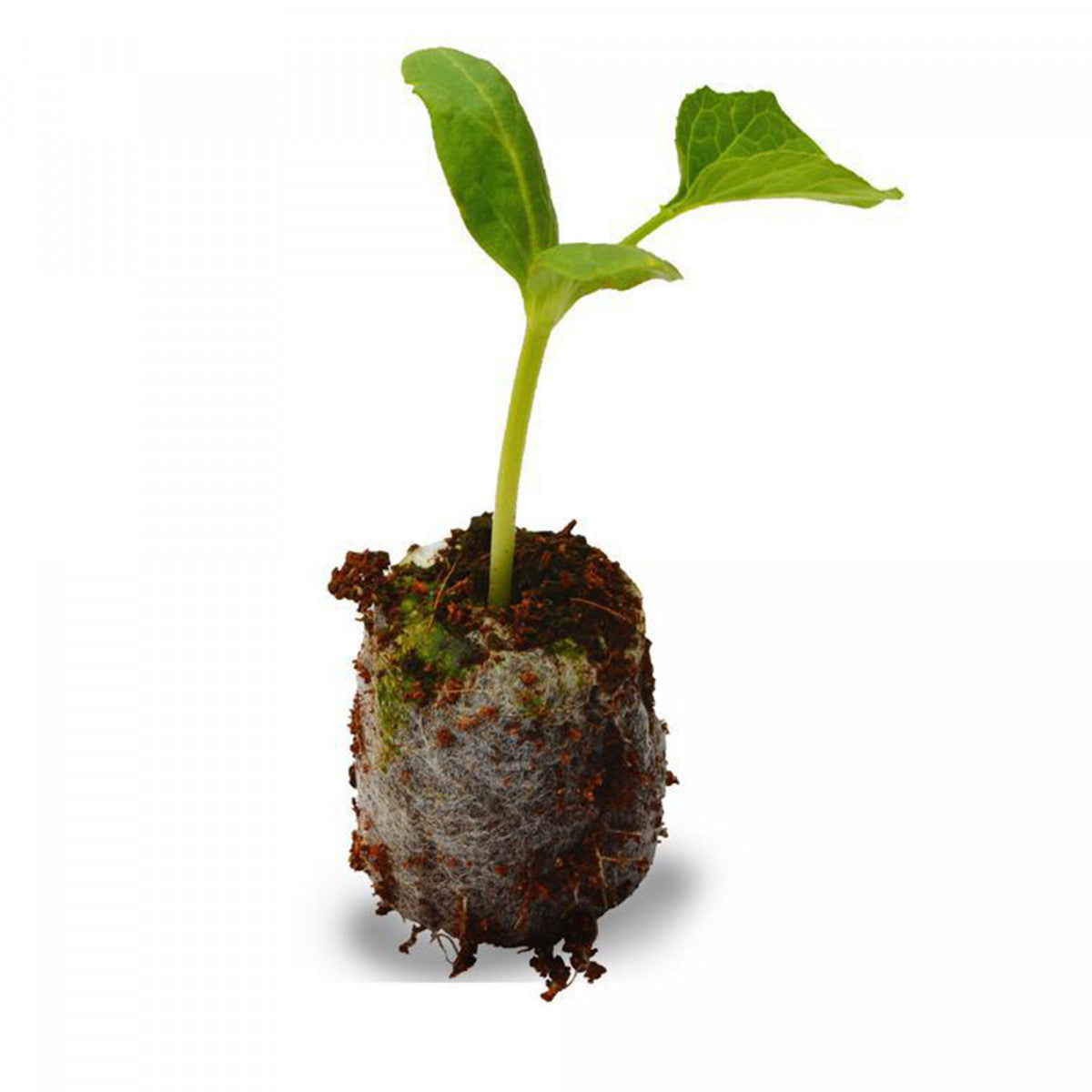 Jiffy Propagation Plug