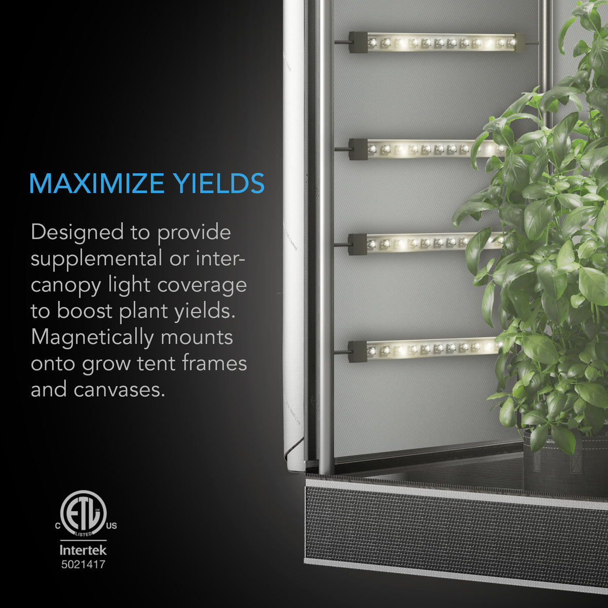 AC Infinity IONBEAM bars mounted inter-canopy inside a grow tent