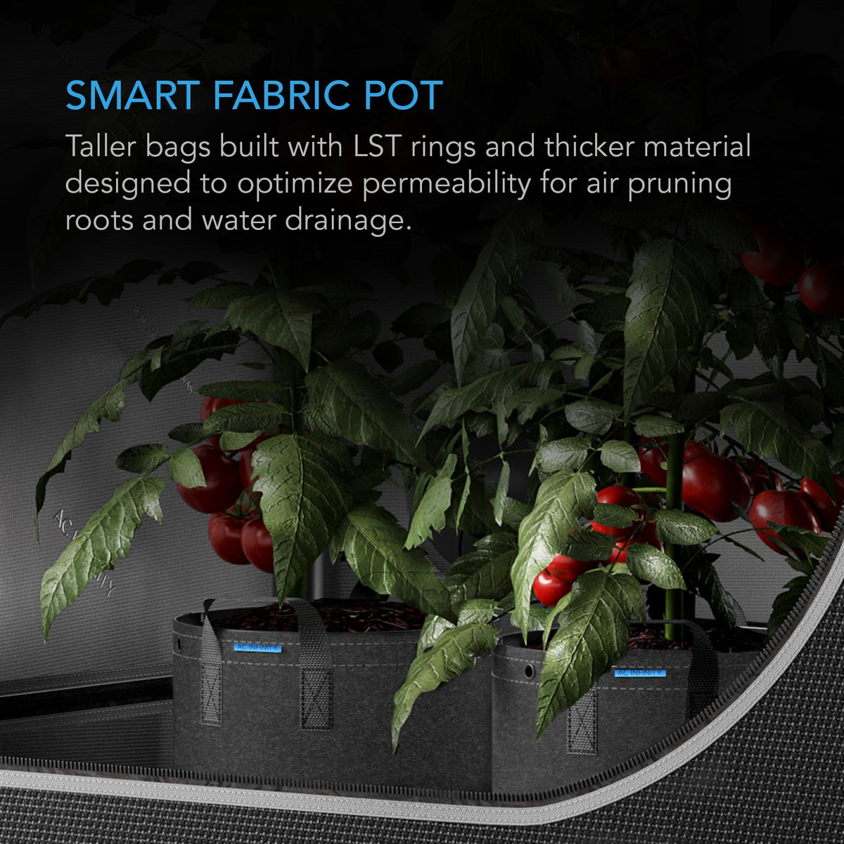 AC Infinity Heavy Duty Fabric Pots growing tomato plants in a grow tent