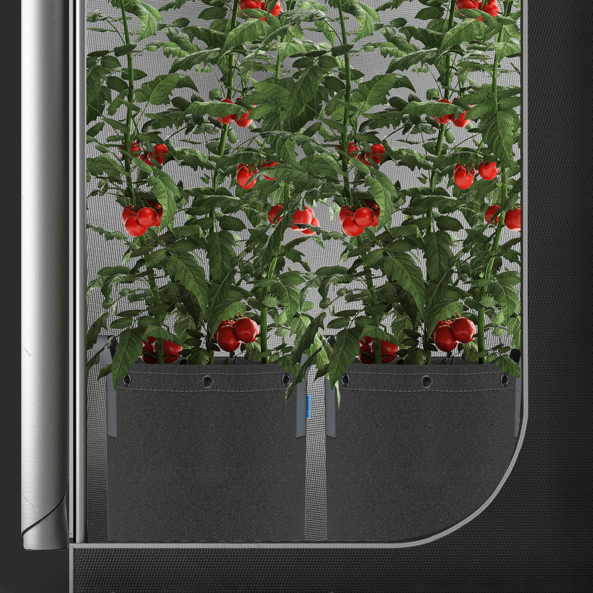 AC Infinity Heavy Duty Fabric Pots with trained tomato plants inside a grow tent