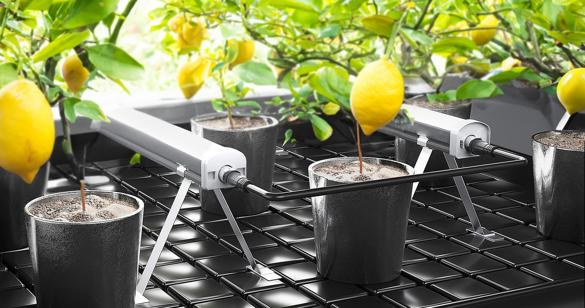 Aether Undercanopy 120W 2-Bar LED Kit — bars running under a lemon tree canopy (stands and link cable sold separately)