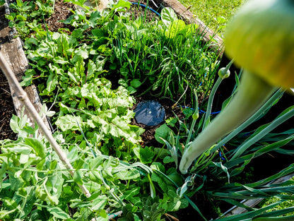 AutoPot AQUAbox Spyder in a vegetable bed