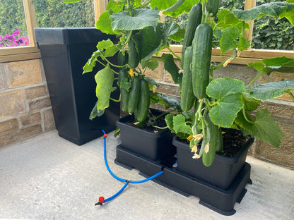 AutoPot easy2grow System growing cucumbers in a greenhouse