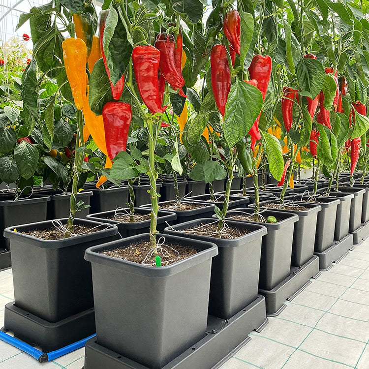 AutoPot easy2grow System trays growing peppers