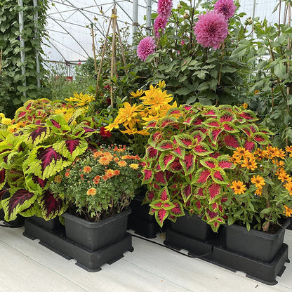 AutoPot easy2grow System growing bedding and flowering plants