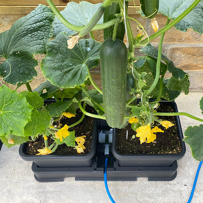 AutoPot easy2grow two-pot tray with cucumber plants