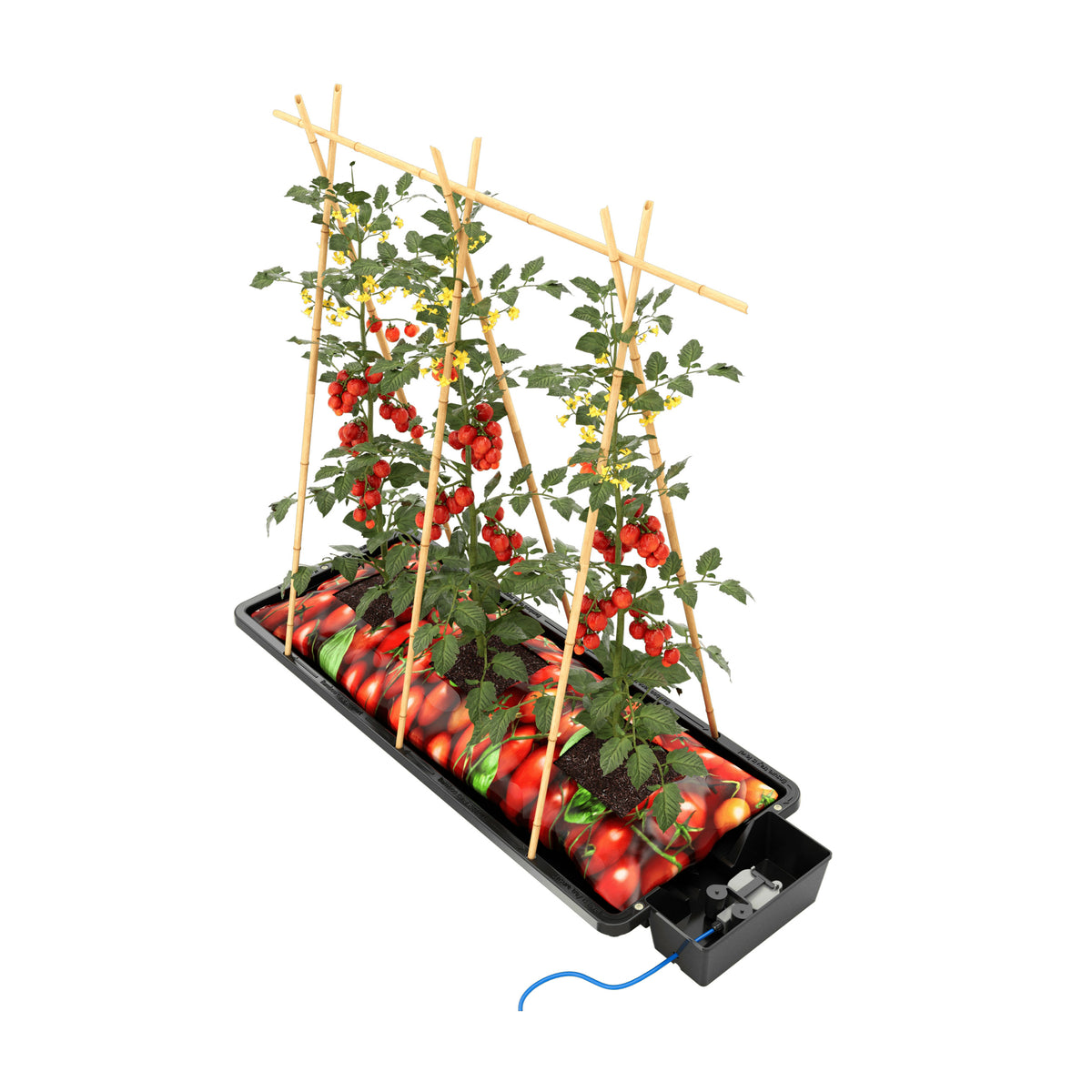 AutoPot Tray2Grow feeding a grow bag of tomatoes
