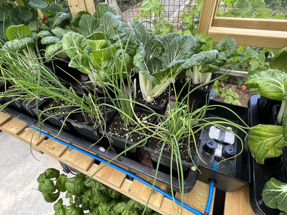 AutoPot Tray2Grow in a greenhouse