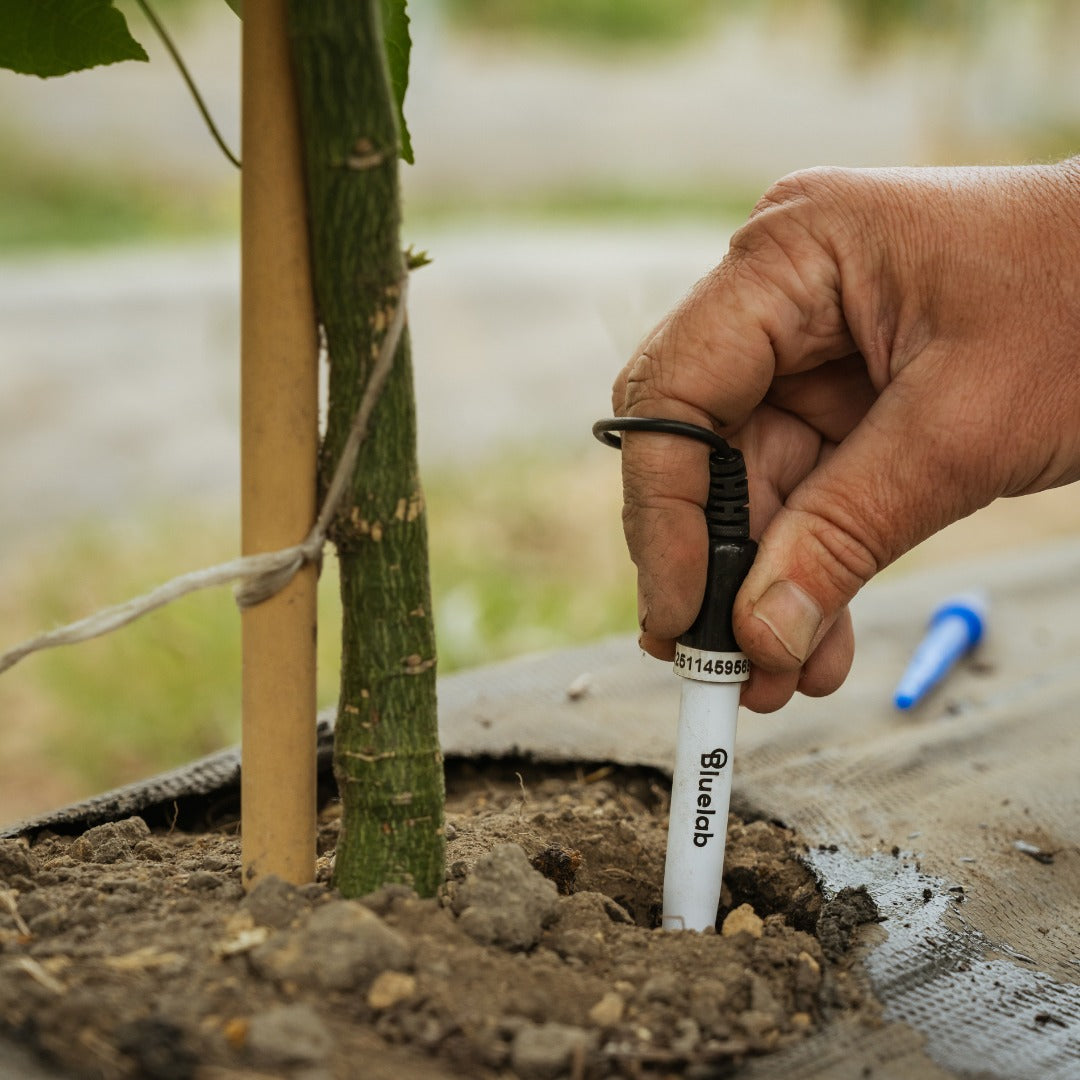 Bluelab Leap pH Probe pushed into soil at the root zone