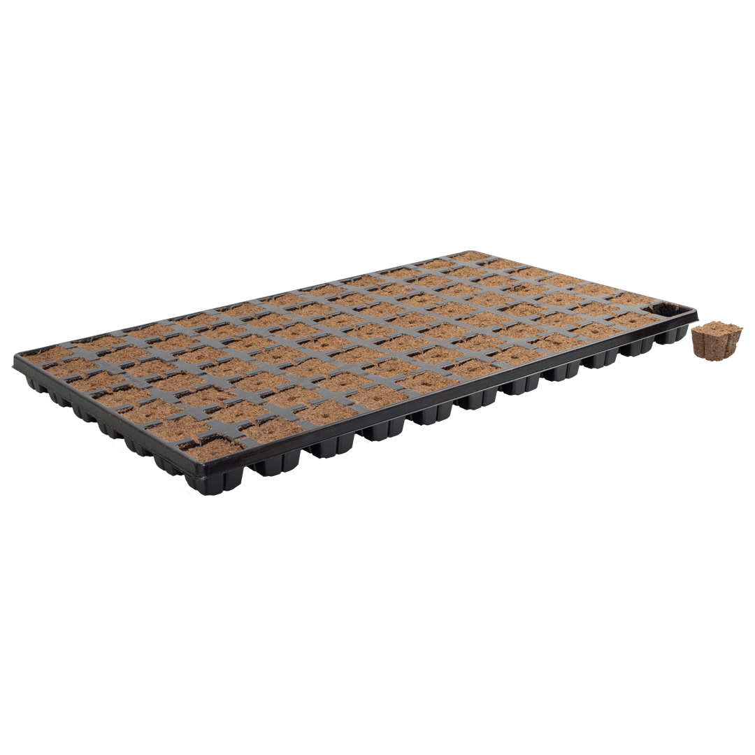 Eazy Plug Propagation Cubes — Tray x77 pcs