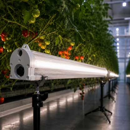 Gorilla Under Canopy LED 120W lighting the lower canopy of a row of tomato plants