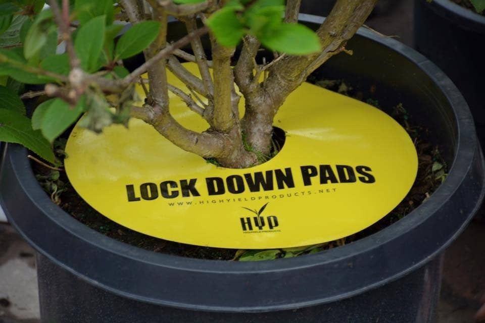 HYP Lockdown Pads fitted flat around the stem of a potted plant