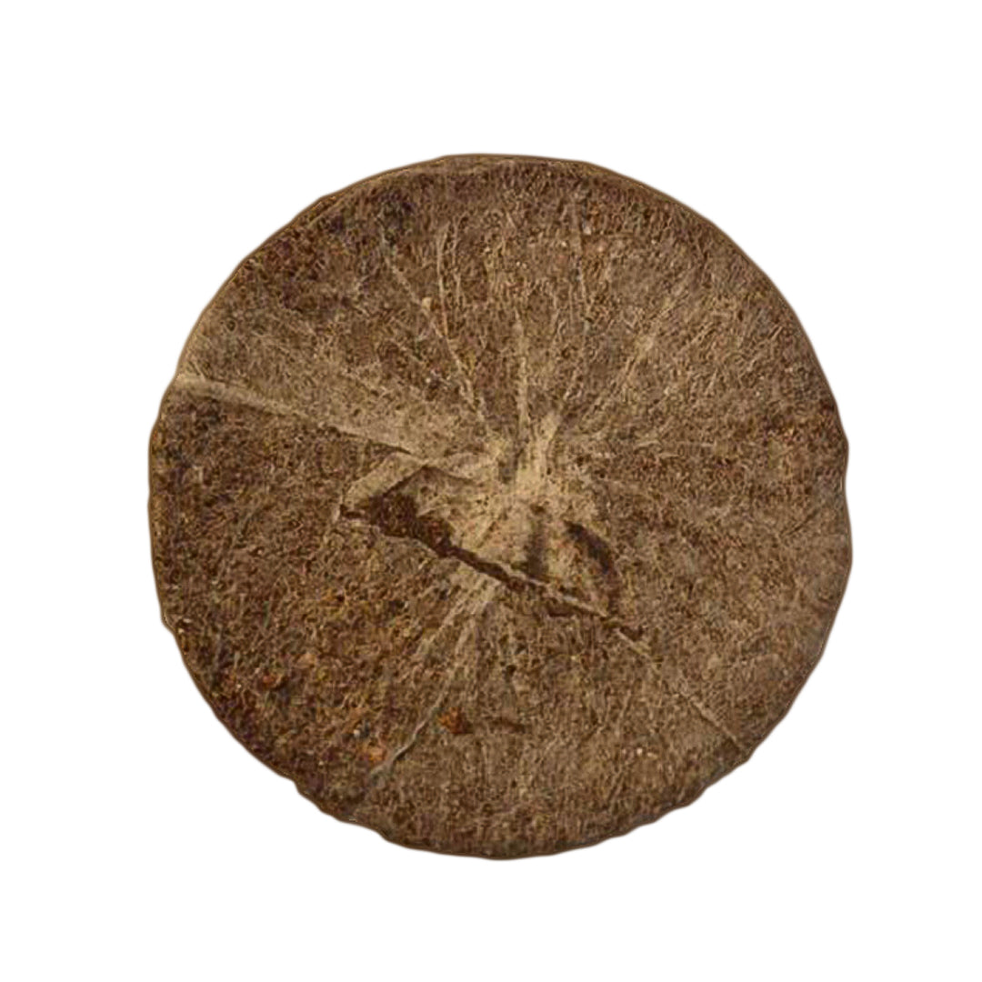 Jiffy-7C Coco Coir Propagation Plug, top view showing coir fibre texture