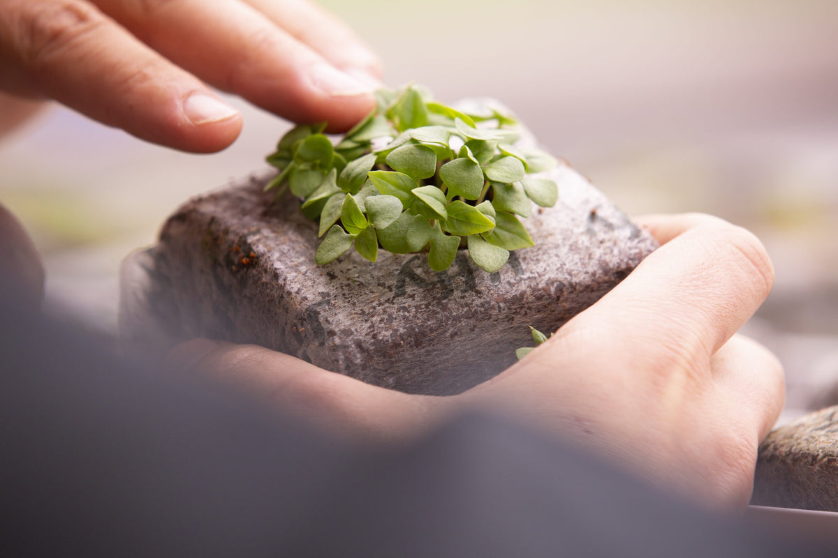 Jiffy Growblock Coco Coir Block — seedlings growing in a hydrated Growblock
