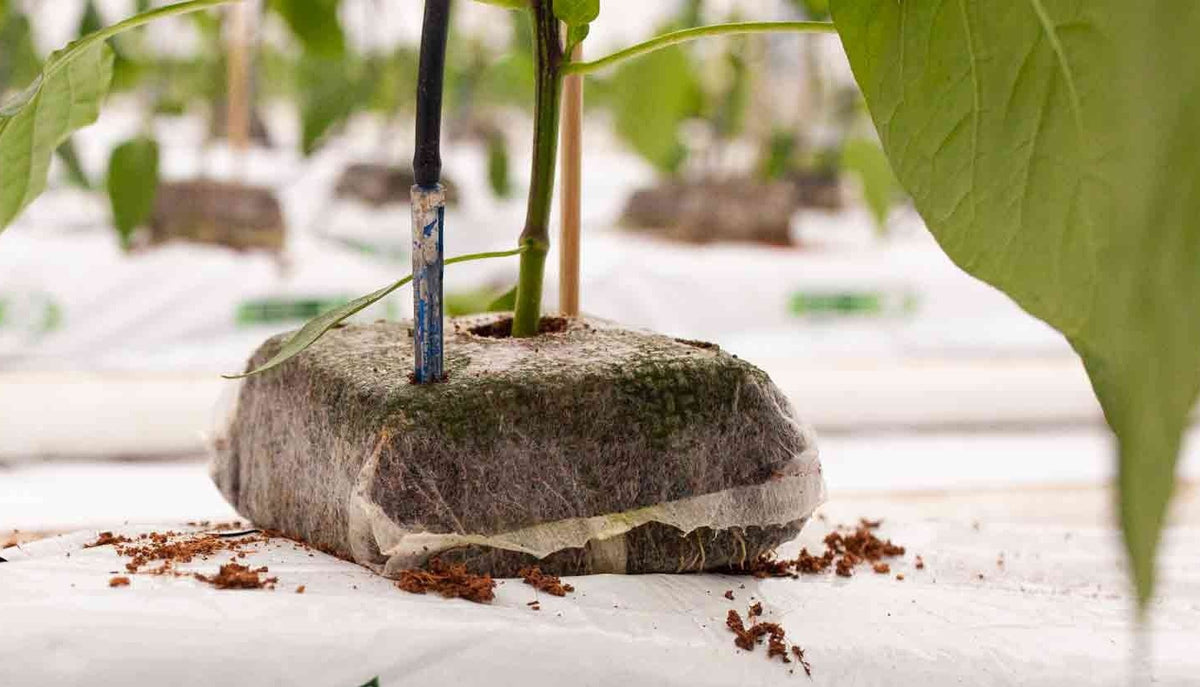 Jiffy Growblock Coco Coir Block — young plant transplanted in its Growblock onto a coir slab