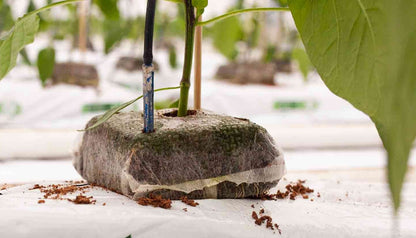 Jiffy Growblock Coco Coir Block — young plant transplanted in its Growblock onto a coir slab