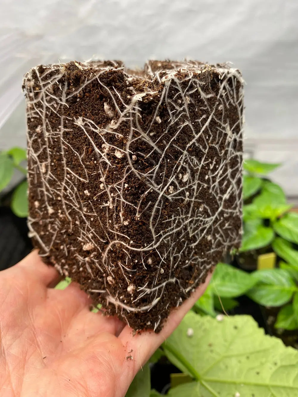 Ecothrive Biosys Microbial Tea & Mycorrhizae