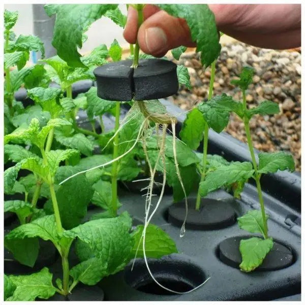 X-Stream Aeroponic Propagator — rooted cutting lifted from its sponge collar