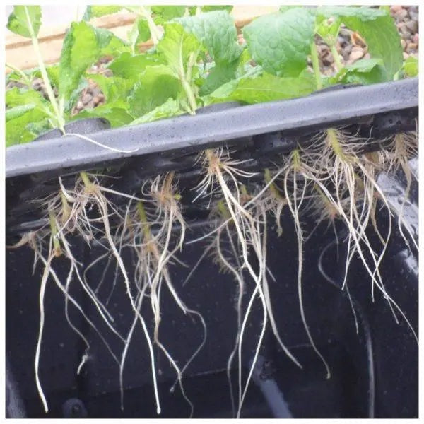 X-Stream Aeroponic Propagator — roots hanging into the misting chamber